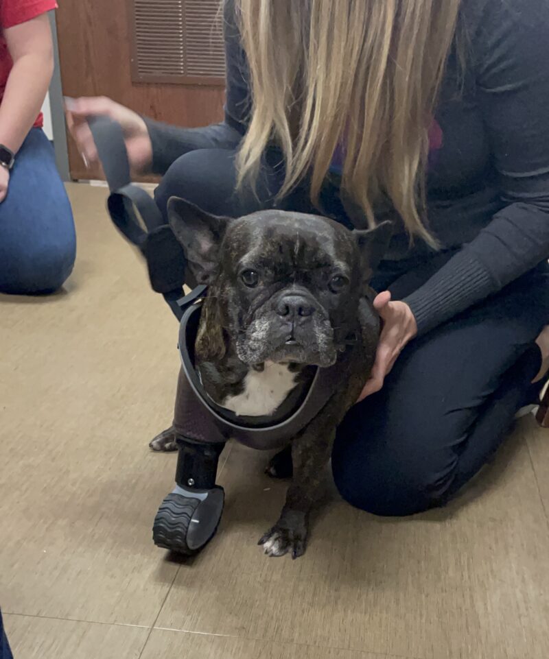 french bulldog with prosthetic leg on front right leg