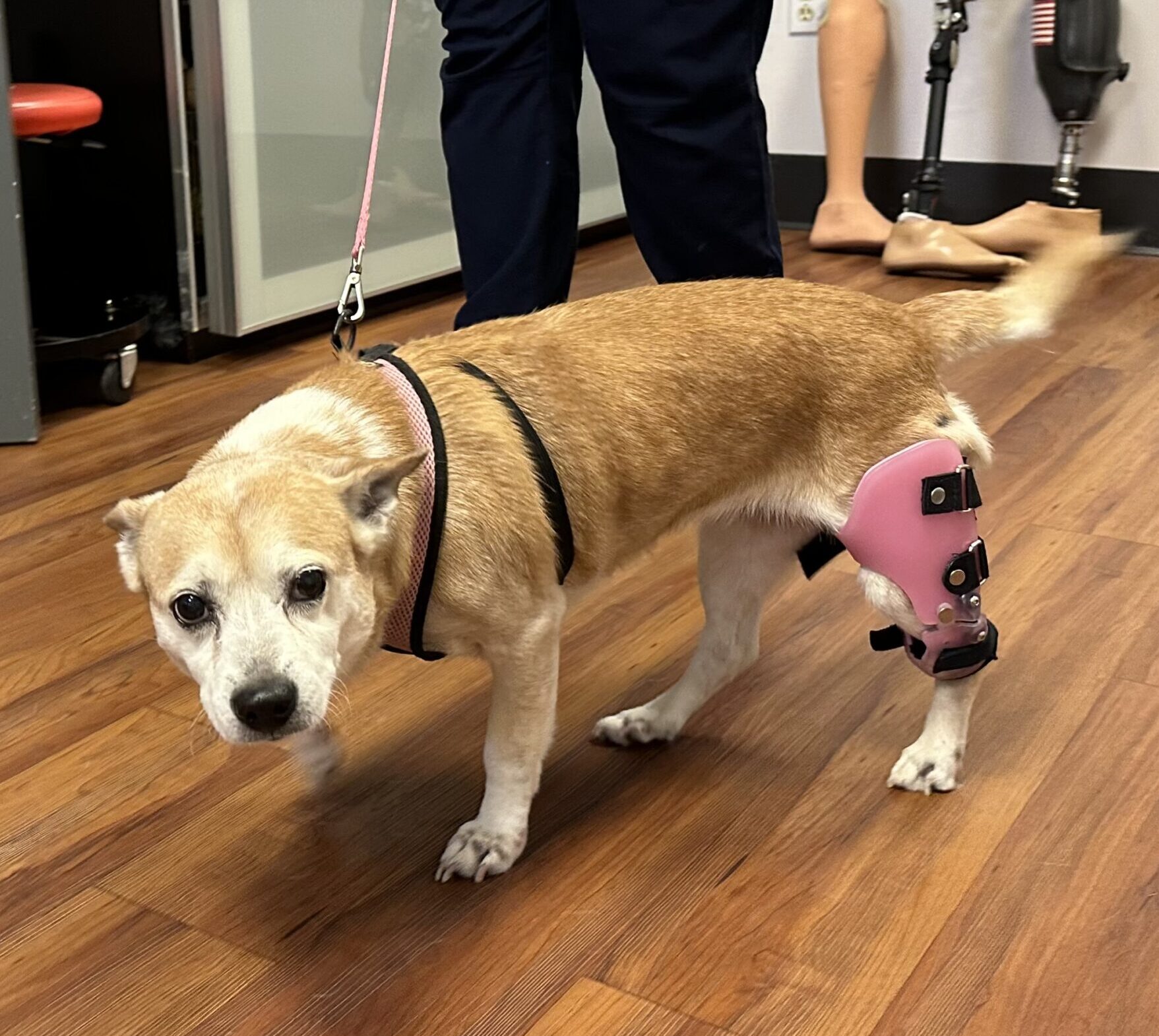 Pet Braces Westcoast Brace and Limb Florida Orthotics and Prosthetics