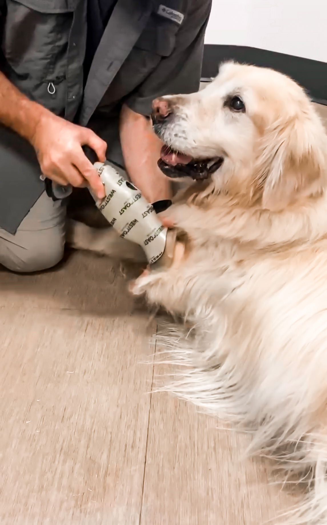 golden retriever dog with prosthetic leg, shaking humans hand